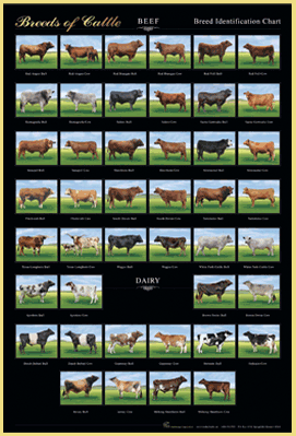 Cattle Breed Identification Chart